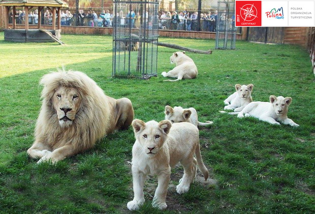 Ogród Zoologiczny Zoo Safari Borysew,  woj. łódzkie