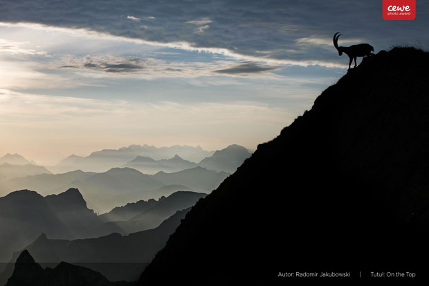 CEWE Photo Award