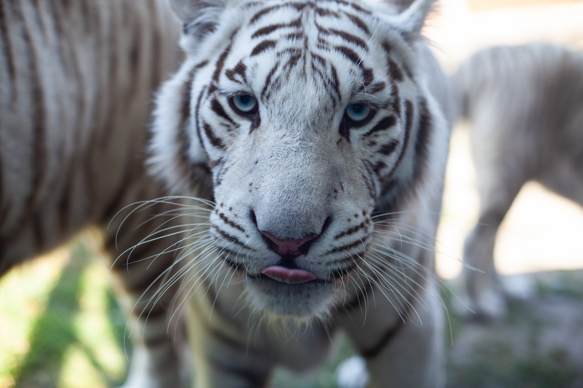 Zoo Safari Borysew