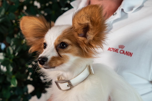 Ośrodek badawczy Royal Canin