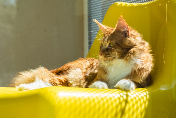 Ośrodek badawczy Royal Canin