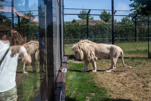 Zoo Safari Borysew