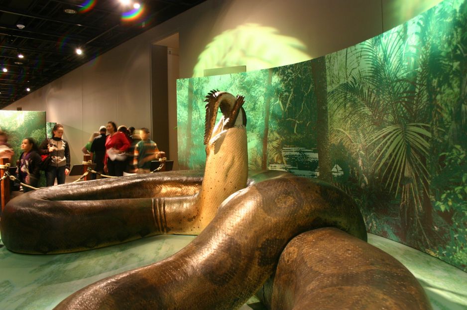 To największy wąż w historii. Pożerał dinozaury