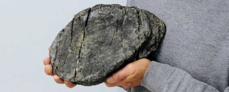 W Alpach Szwajcarskich odkryto szczątki jednego z największych morskich potworów, jakie żyły na Ziemi (fot. Rosi Ruth/University of Zurich)