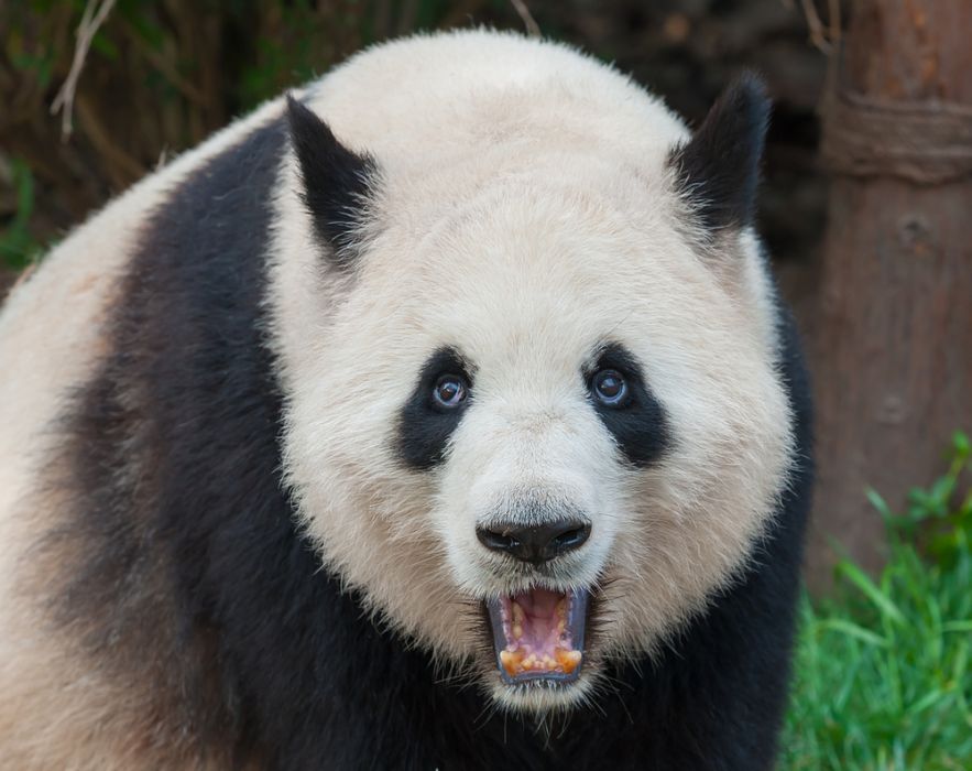 Panda Wielka