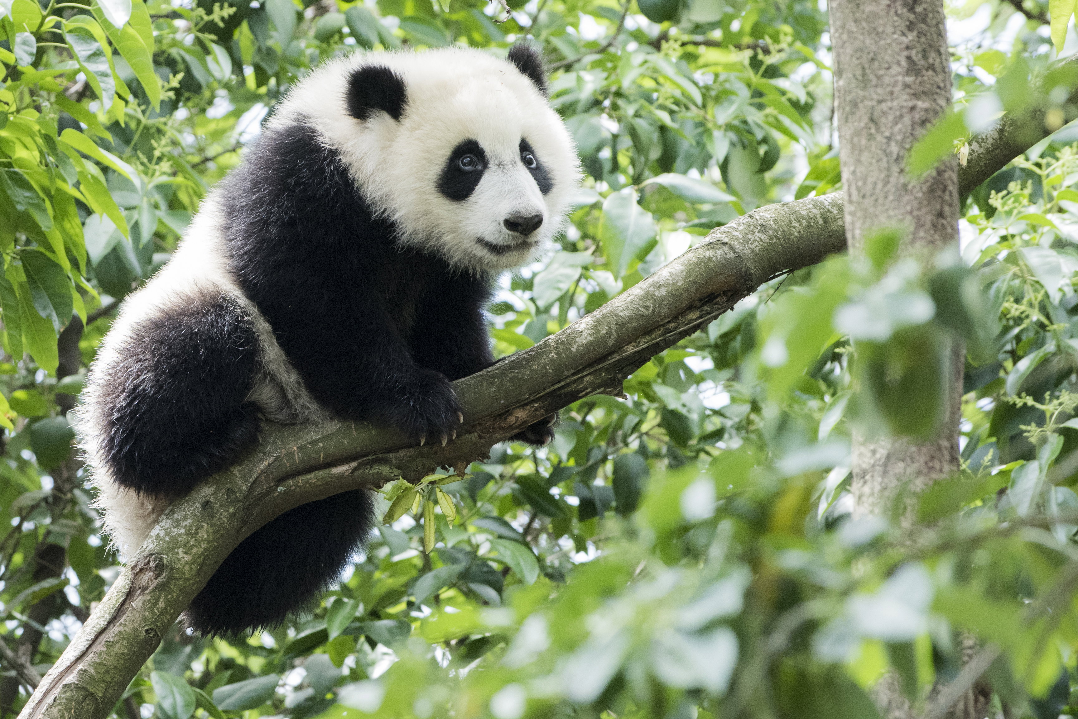 Pandy. Czarno - białe dziwolągi. Czy pandy są agresywne? Ile lat ma najstarsza panda?