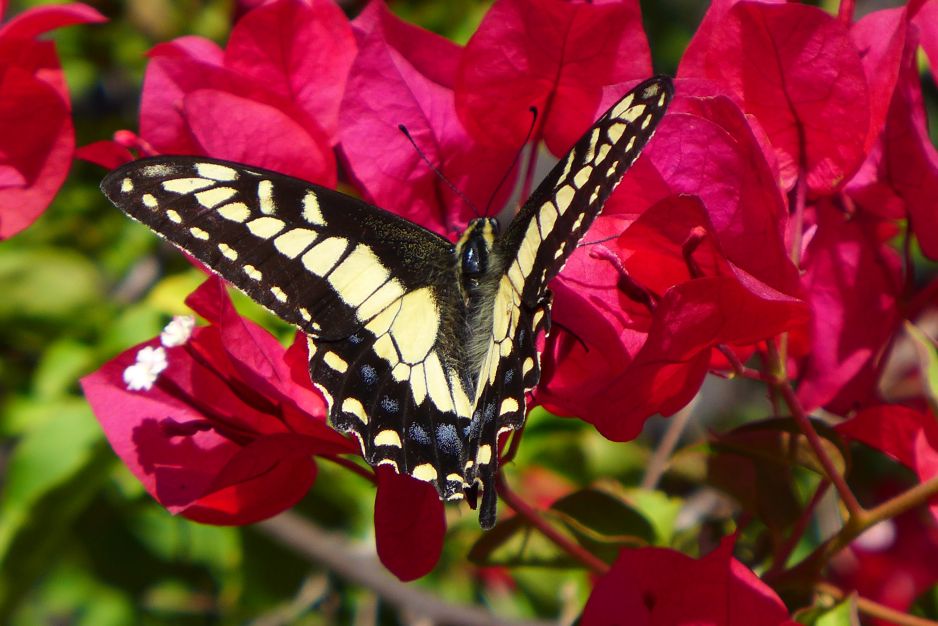 Motyl szklanoskrzydły (Greta oto)