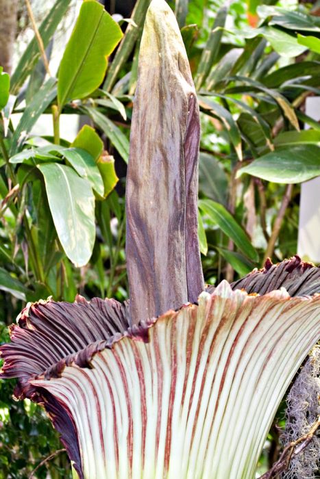 corpse_flower