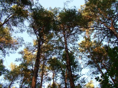 Kampinos_fot._M._Kaminska