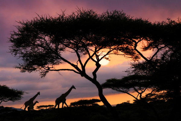 iStock_000008921106Small