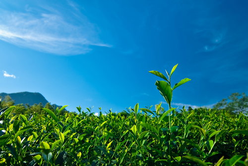 shutterstock_43560022