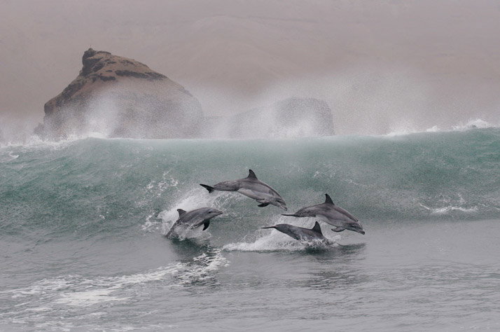 0310-bottlenose-dolphins-714