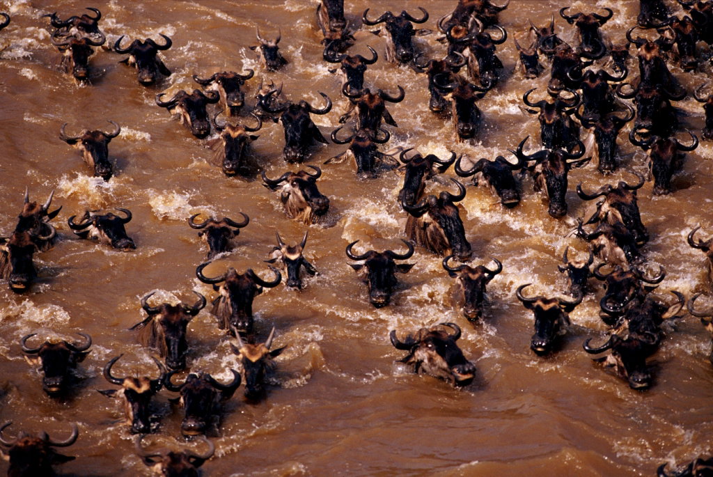 ExhibitImages_29_STOCK_GreatMigrations