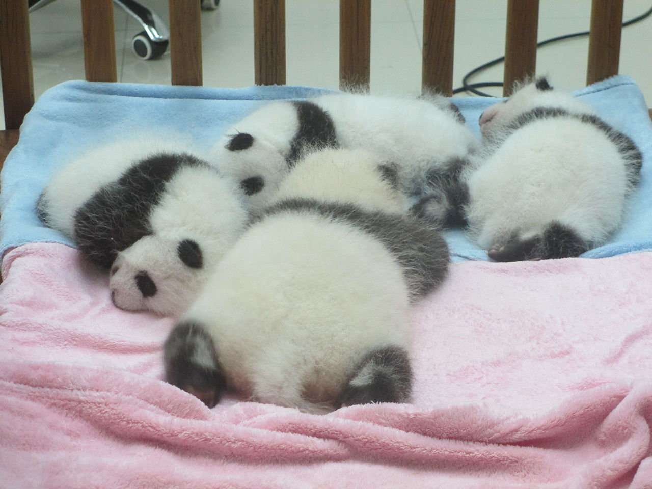 Pandy
