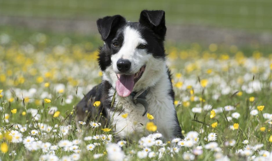 Border collie