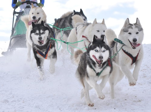 husky syberyjski