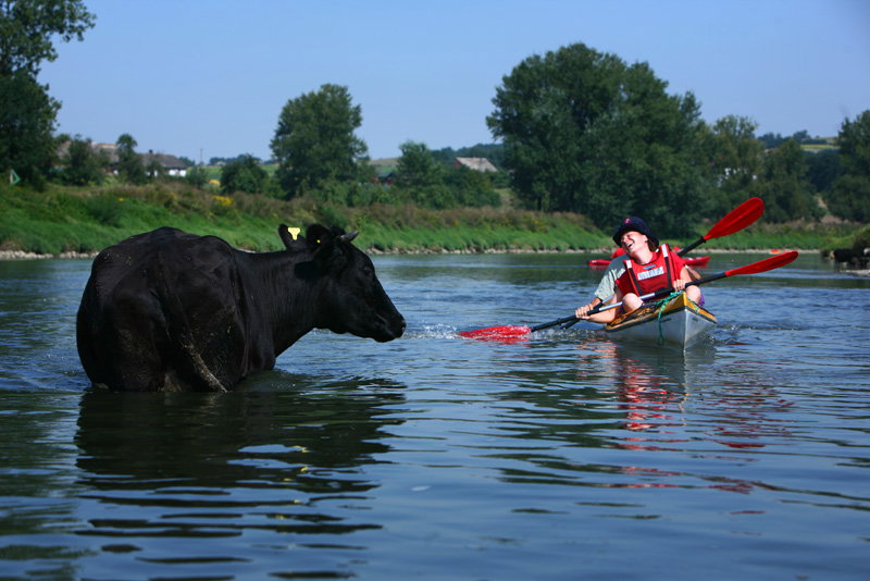 krowa_wisla