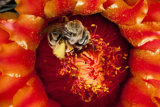 06_cactus_bee_714_779489df2c