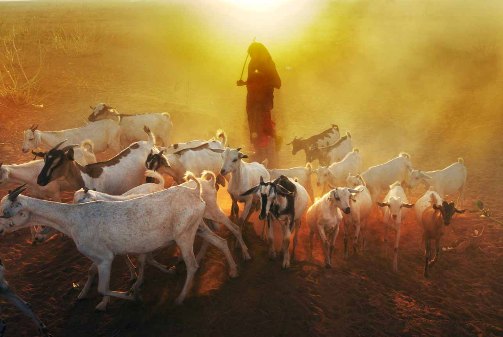 SOMALIA_Ethi-Gode-Sheep23_kopie_01