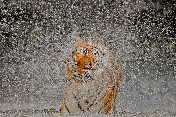 Znamy wyniki National Geographic Photo Contest 2012