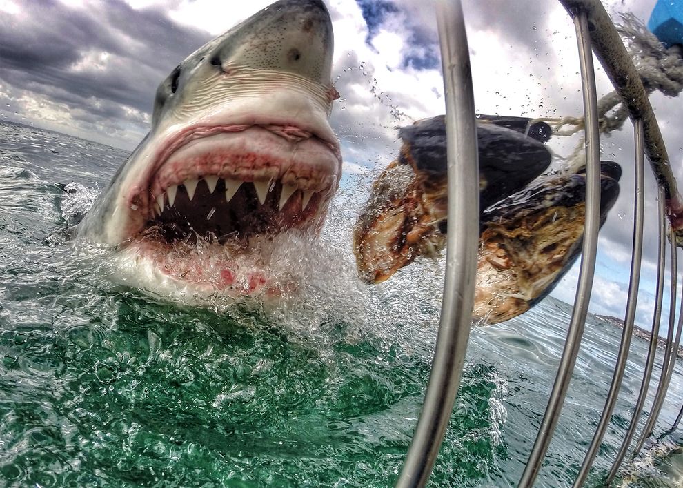 great-white-shark-gopro-01_84477_990x742