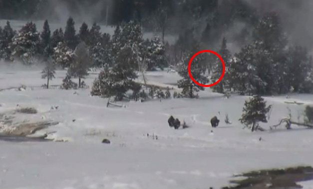 bigfoot2