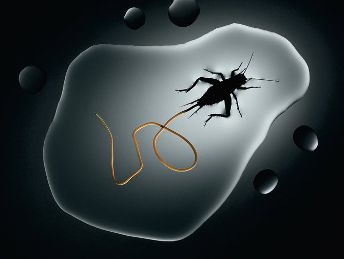 02-horsehair-worm-cricket-670