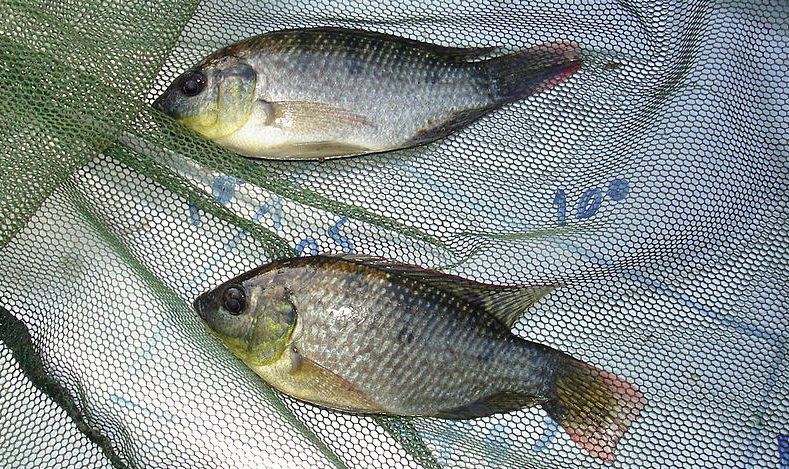 tilapia