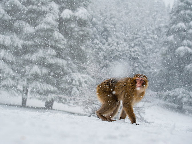 01-barbary-macaque-atlas-mountains-morocco-snow-670