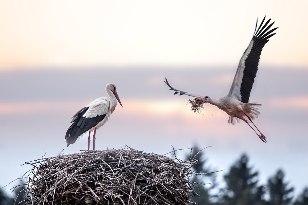 shutterstock_175776185