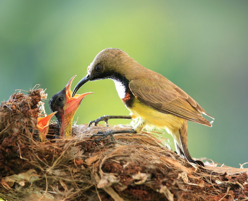 shutterstock_167853194