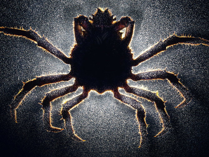 01-zombie-crab-670