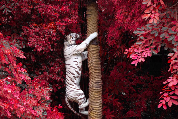 Tygrys albinos