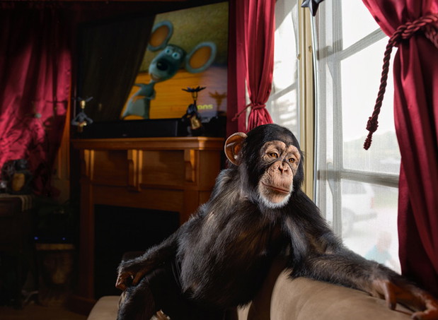 14-chance-hollywood-chimp-670