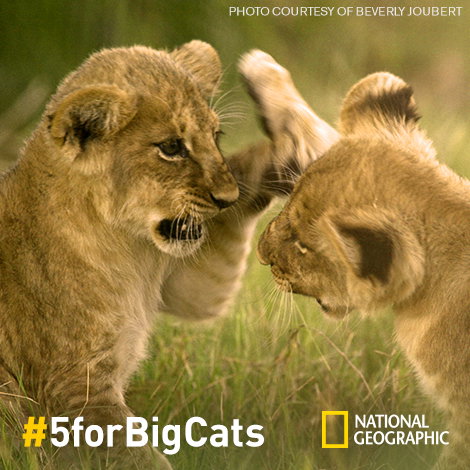 BigCat_HighFive_FB_01__1__02