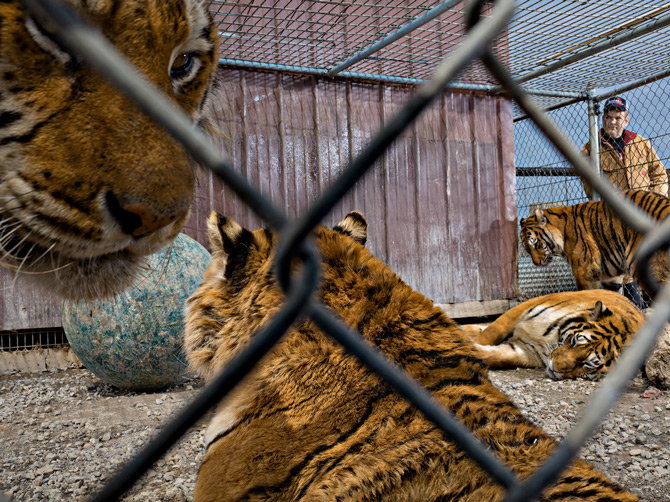 02-ohio-five-pet-tigers-670