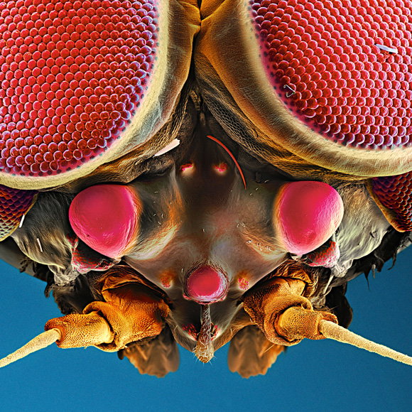 01-turban-eye-mayfly-580v
