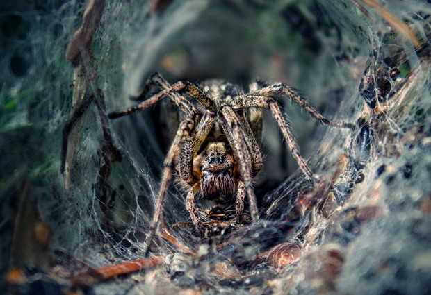 Marcin Biliński – Mr. Spider