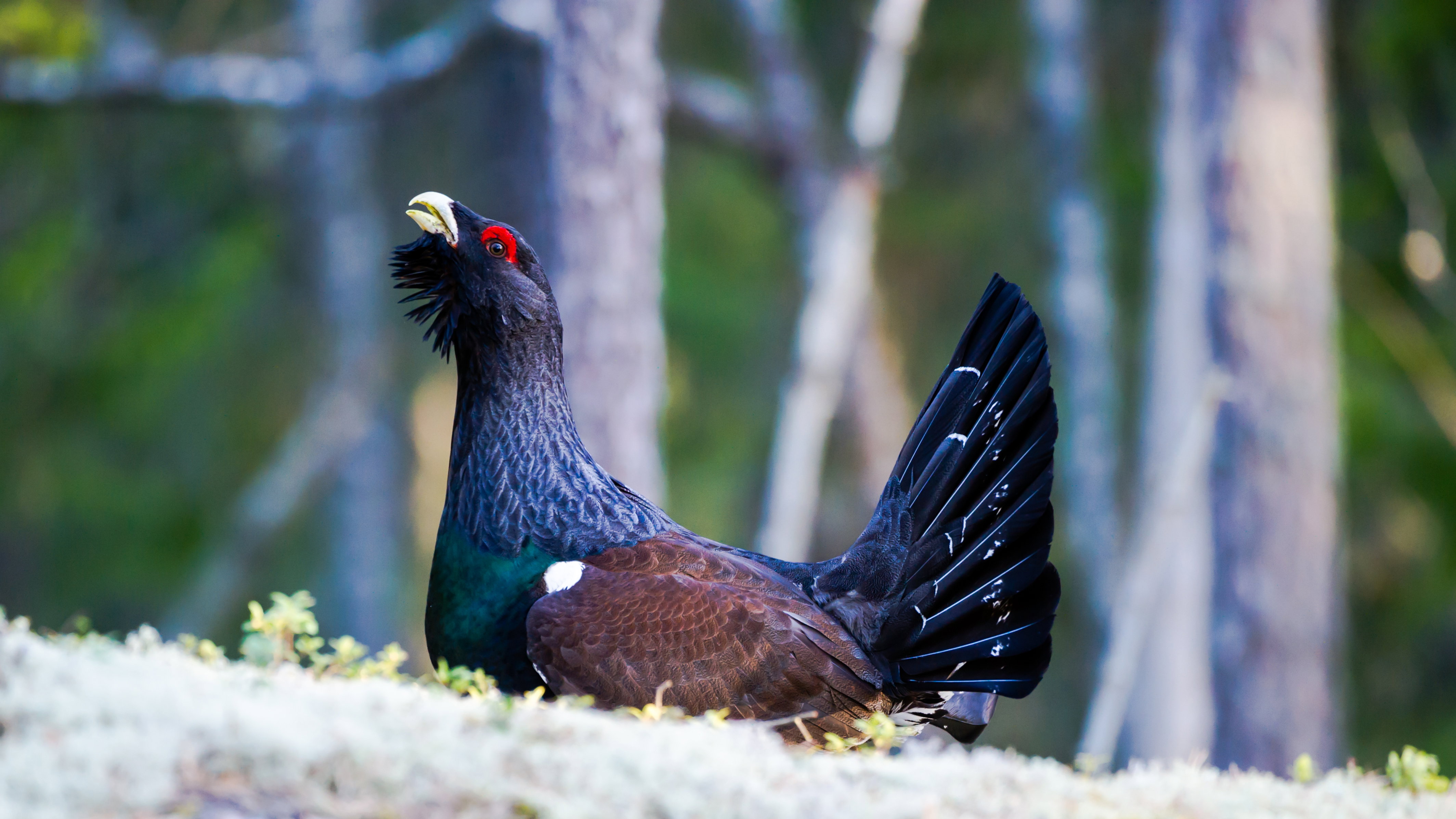 shutterstock_274742672