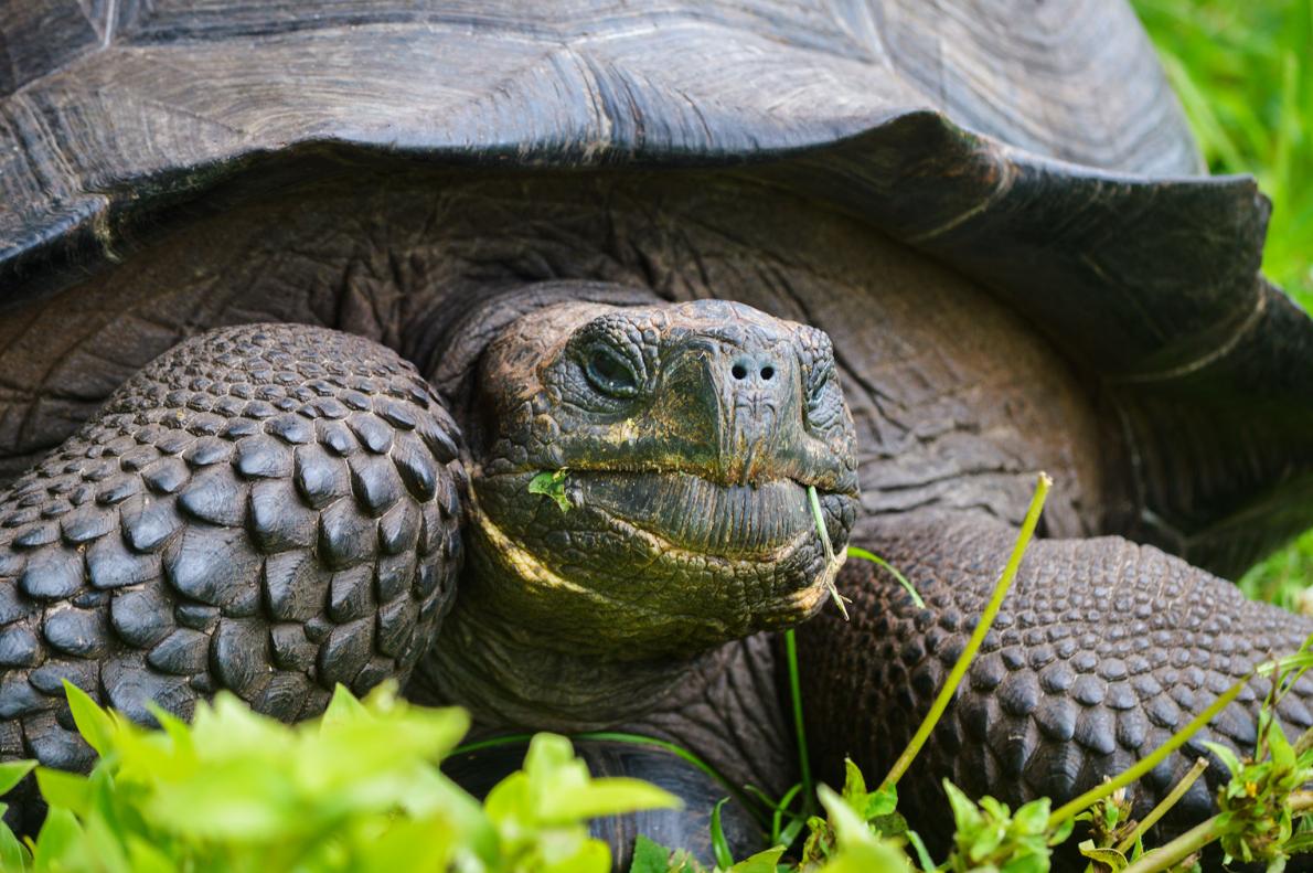 01tortoisegalapagos.ngsversion.1445452656039.adapt.1190.1
