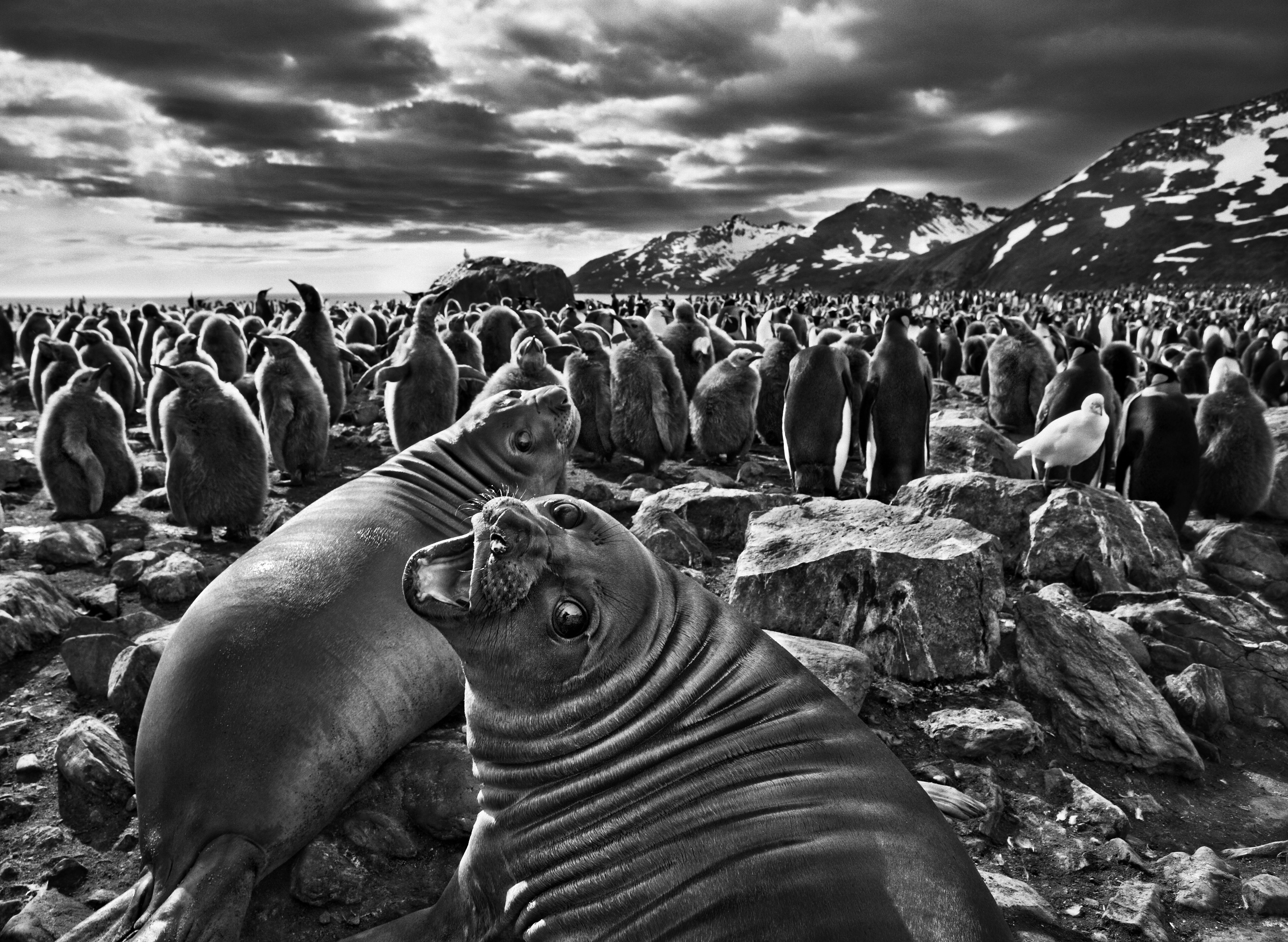 salgado3