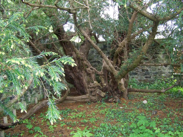 The_Fortingall_Yew_-_geograph.org.uk_-_847537