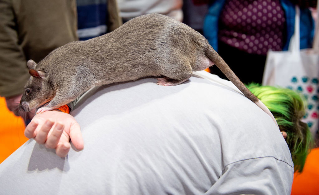 Największe szczury na świecie ważą blisko 3 kg. Gdzie można spotkać takie gryzonie? (fot. Shirlaine Forrest/Getty Images)