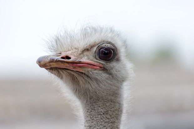 shutterstock_310734392