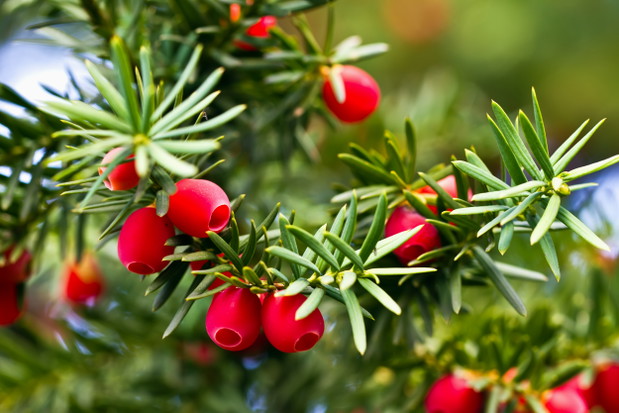 shutterstock_87119809