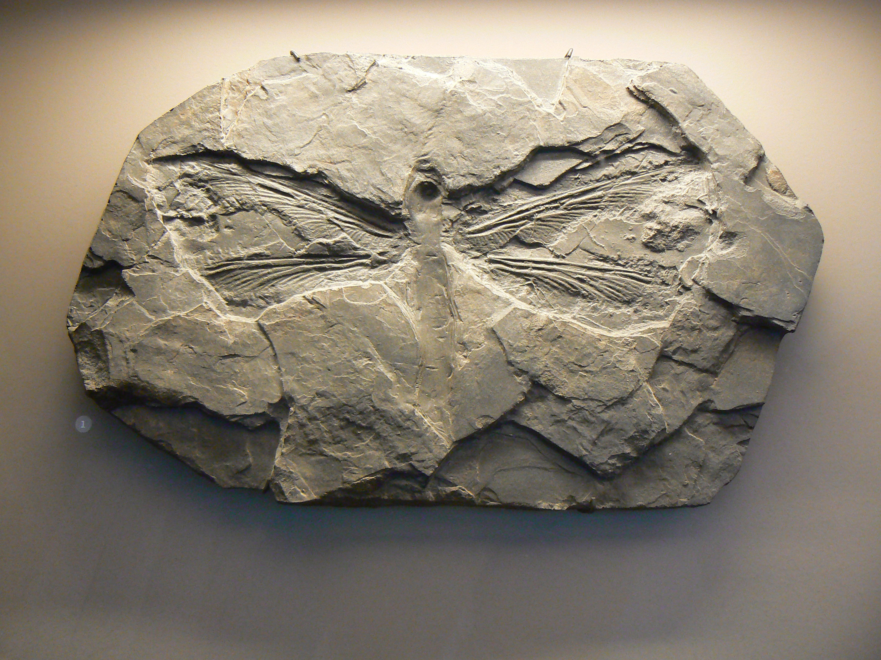 Meganeuradae