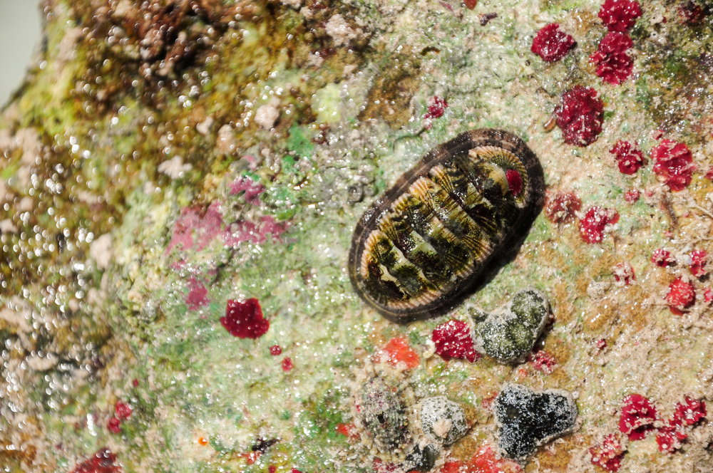 Chiton