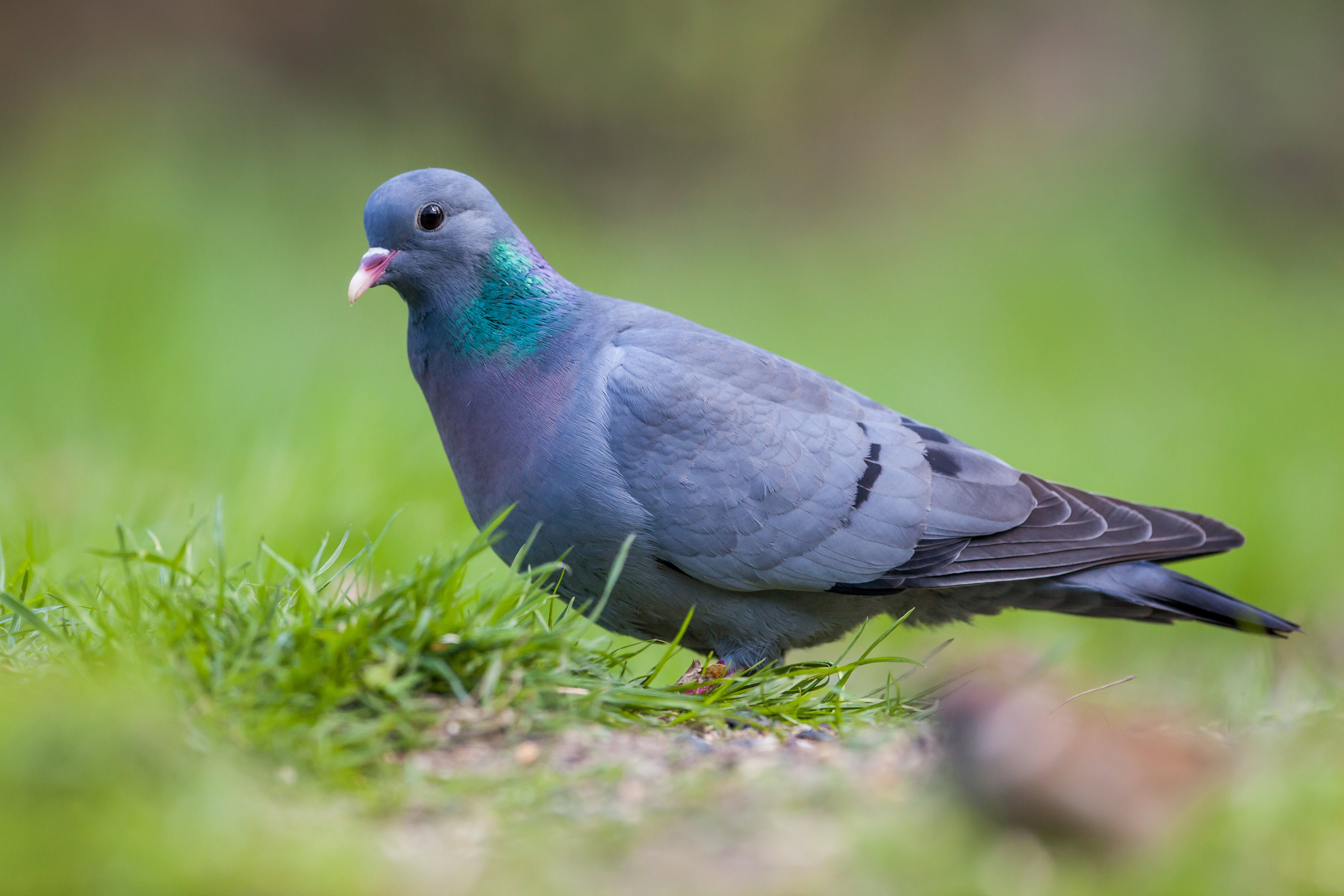 shutterstock_246798067