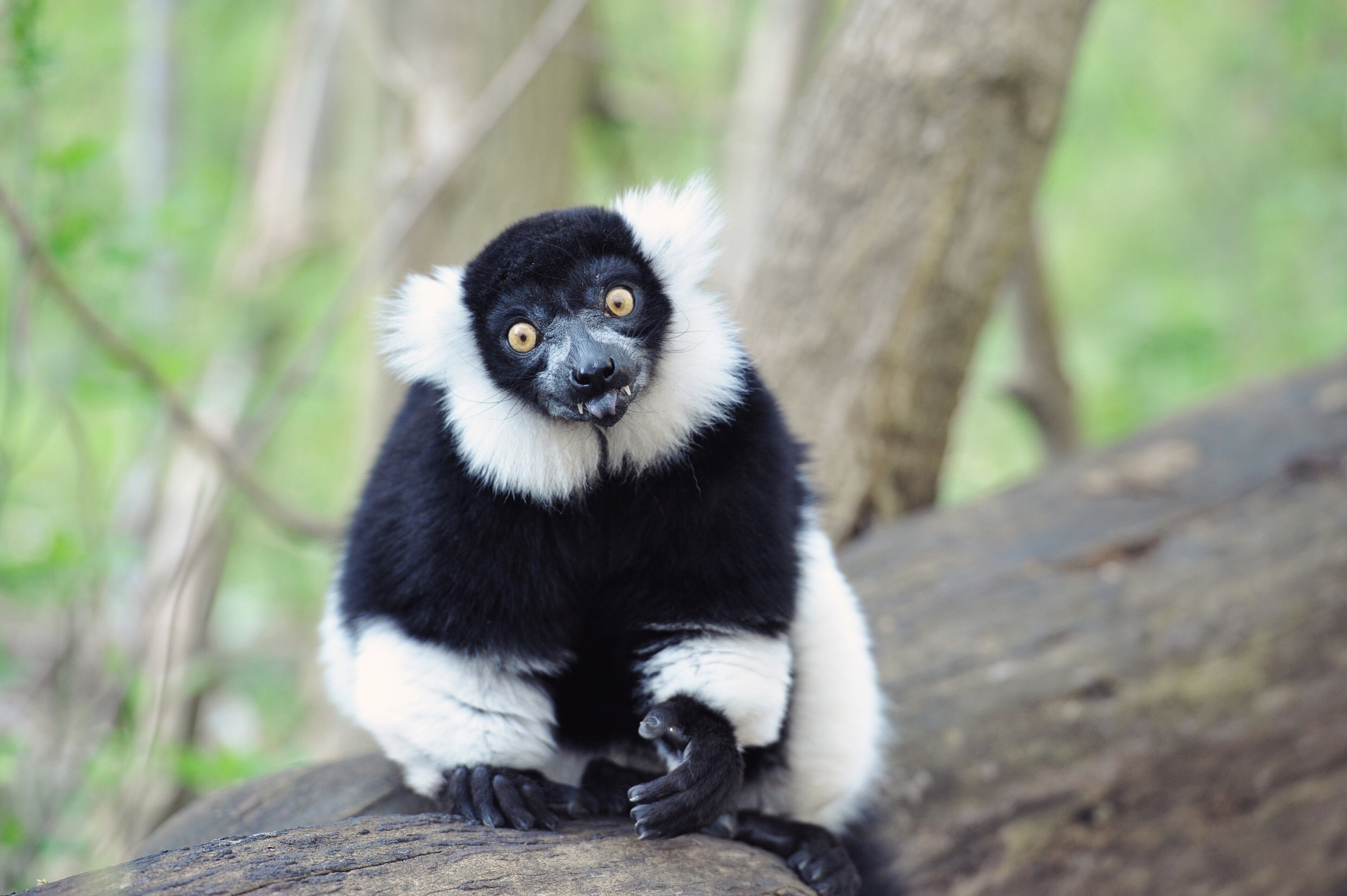 Lemur