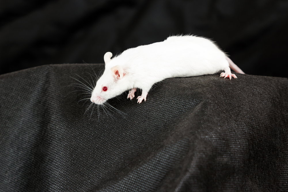 mysz